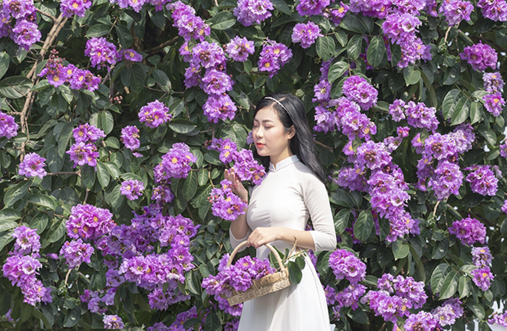 Chụp ảnh với hoa bằng lăng ở Hà Nội