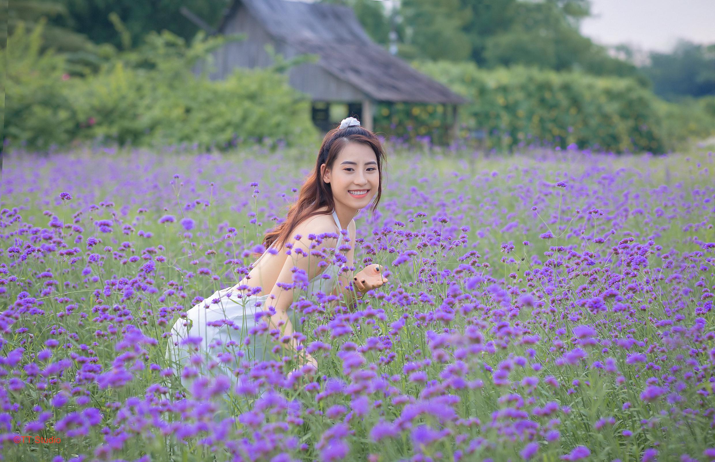 Hoa Lavender thảo nguyên hoa long biên 