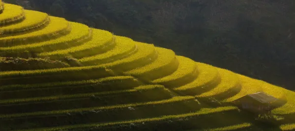 ảnh lúa chín