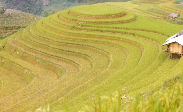 Ảnh lúa chín 