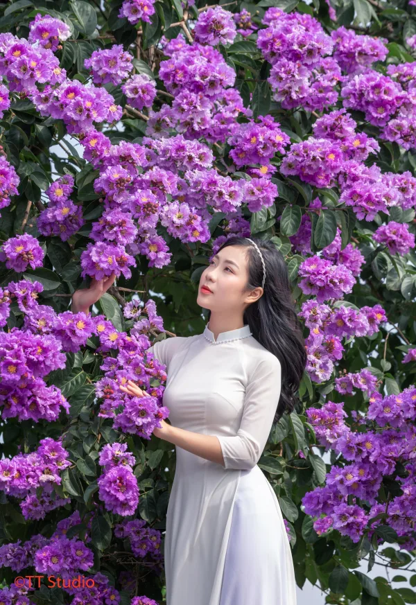 Chụp ảnh Hoa Bằng Lăng đẹp