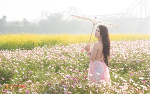 Ảnh hoa cải Cầu Long Biên