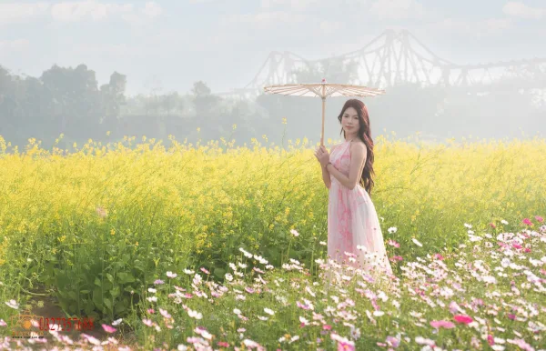Ảnh hoa cải Cầu Long Biên