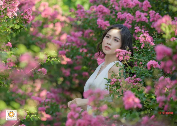 Ảnh đường hoa tường Vi ở Hà Nội