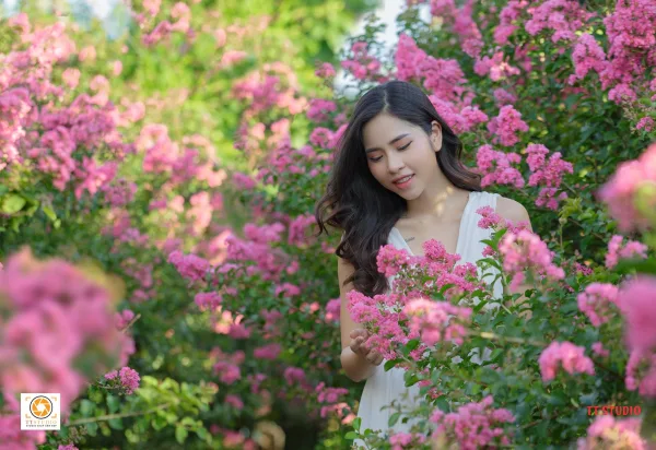 Ảnh đường hoa tường Vi ở Hà Nội