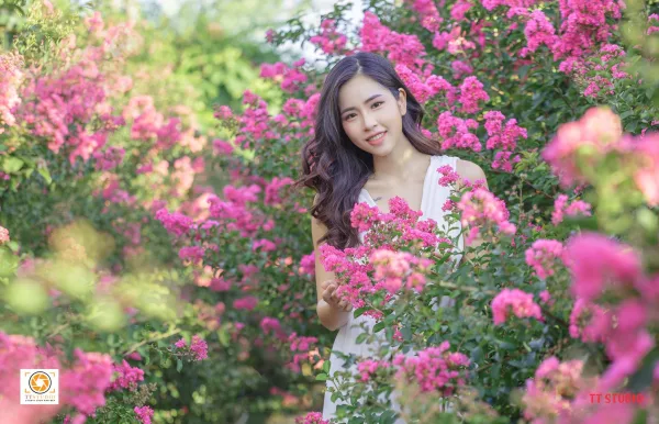 Ảnh đường hoa tường Vi ở Hà Nội