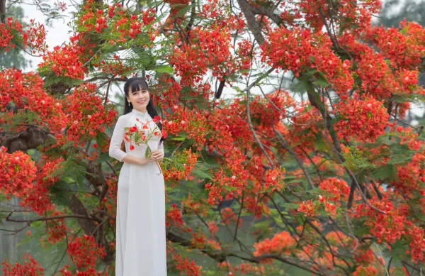 Chụp ảnh hoa phượng trường yên