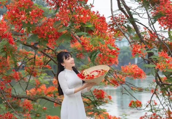 Ảnh Hoa Phượng