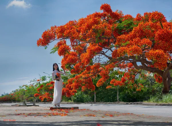 Ảnh áo dài đẹp