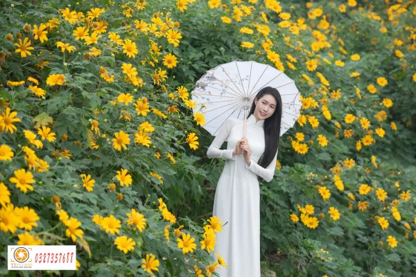 Ảnh áo dài với hoa dã quỳ