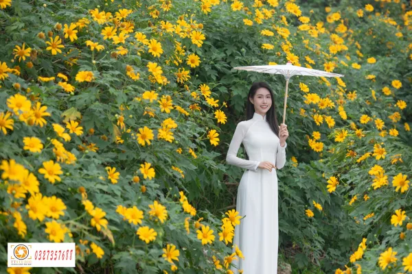 Ảnh áo dài với hoa dã quỳ