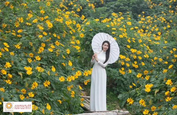 Ảnh áo dài với hoa dã quỳ