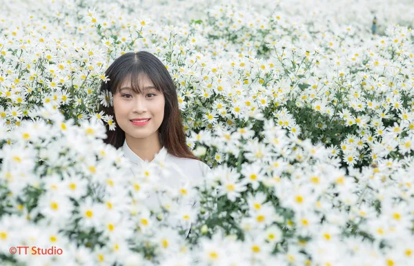 ảnh chụp cúc hoạ mi đẹp