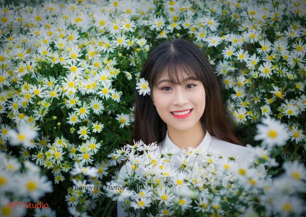 ảnh chụp cúc hoạ mi đẹp