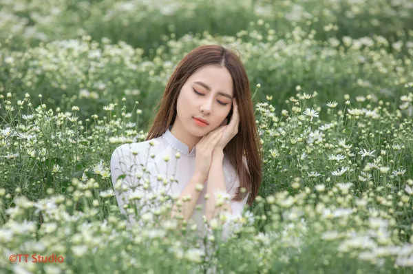 ảnh chụp cúc hoạ mi đẹp