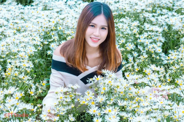 ảnh chụp cúc hoạ mi đẹp