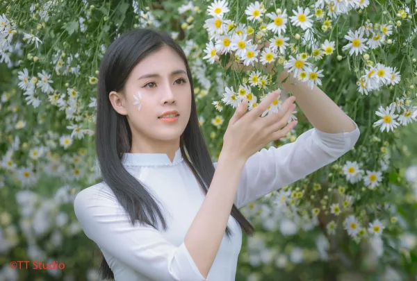 ảnh chụp cúc hoạ mi đẹp