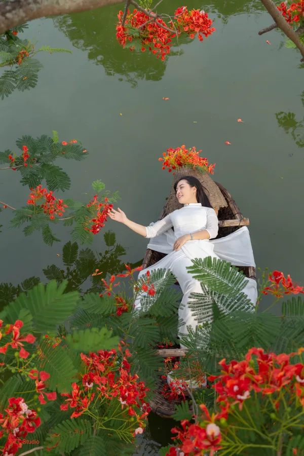 Chụp ảnh Hoa Phượng Trường Yên