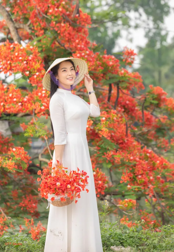 Chụp ảnh Hoa Phượng Trường Yên
