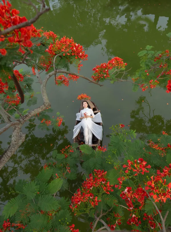 Chụp ảnh Hoa Phượng Trường Yên