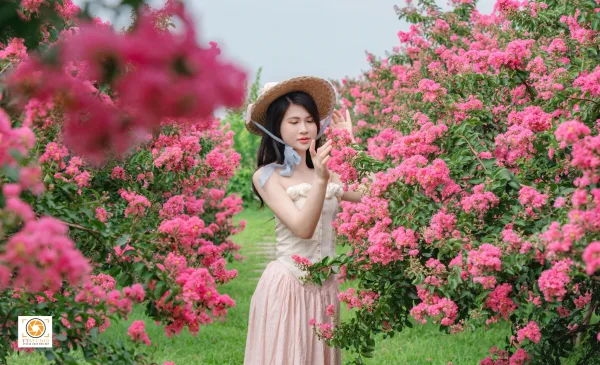 Anh hoa tường vi