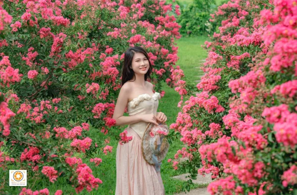 Anh hoa tường vi