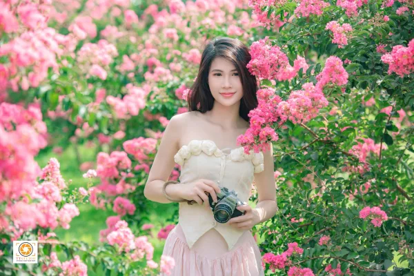 ảnh hoa tường vi