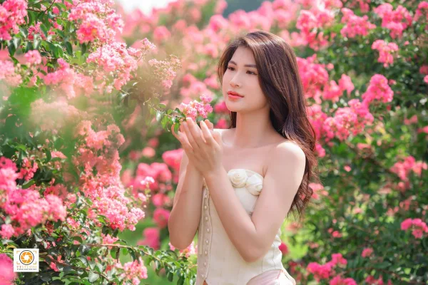 ảnh hoa tường vi