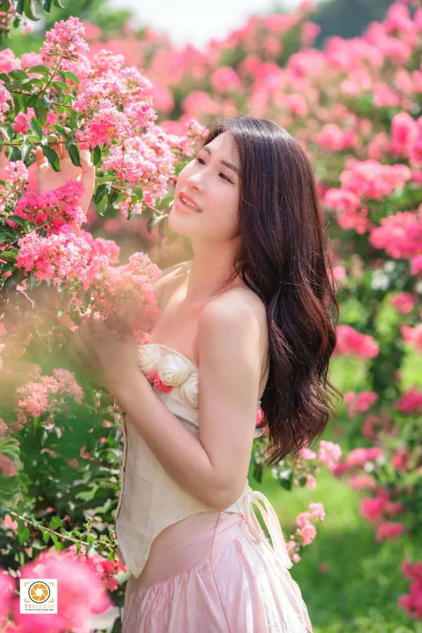 ảnh hoa tường vi