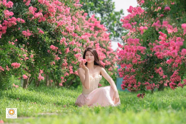 ảnh hoa tường vi