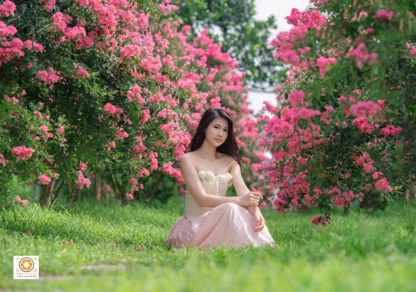 ảnh hoa tường vi
