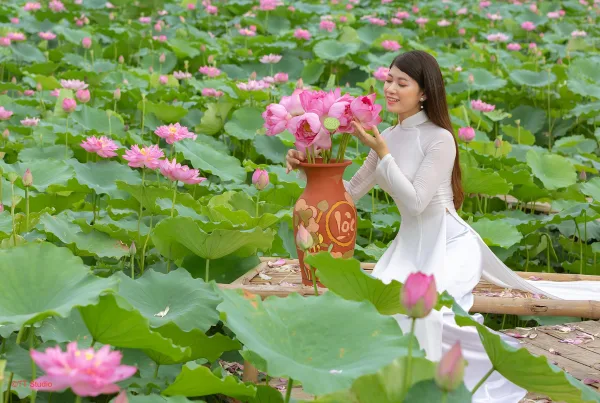 Ảnh hoa sen đẹp