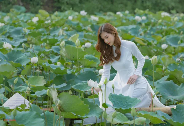 Chụp ảnh áo dài với sen trắng tam hưng