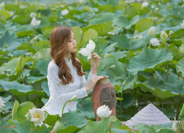 Chụp ảnh áo dài với sen trắng tam hưng