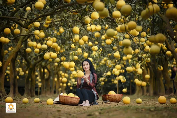 Ảnh vườn bưởi diễn