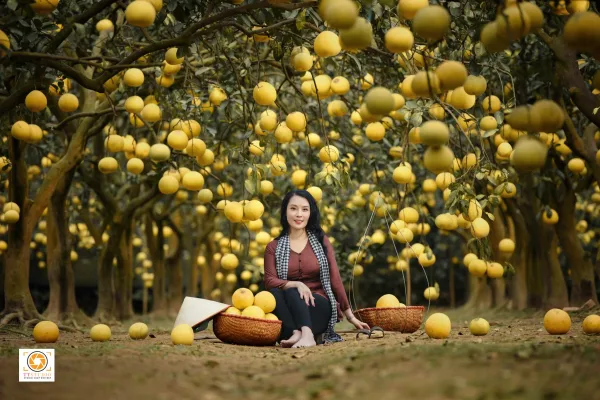 Ảnh vườn bưởi diễn
