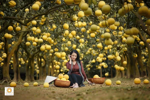 Ảnh vườn bưởi diễn