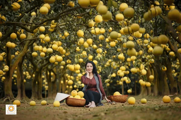 Ảnh vườn bưởi diễn