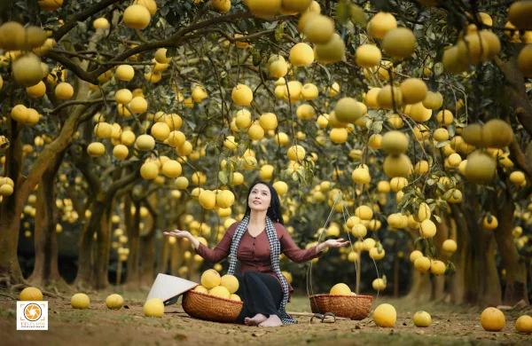Ảnh vườn bưởi diễn