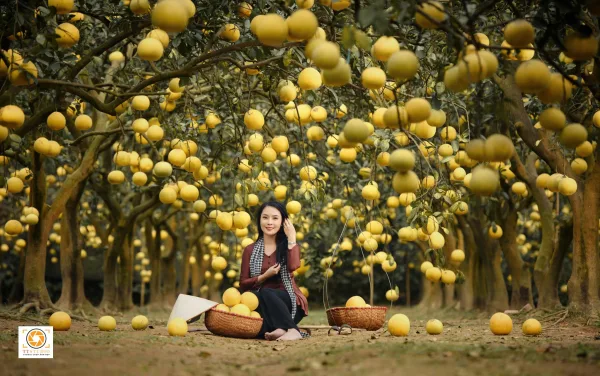 Ảnh vườn bưởi diễn