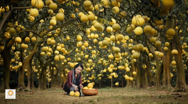 Ảnh vườn bưởi diễn