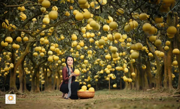 Ảnh vườn bưởi diễn
