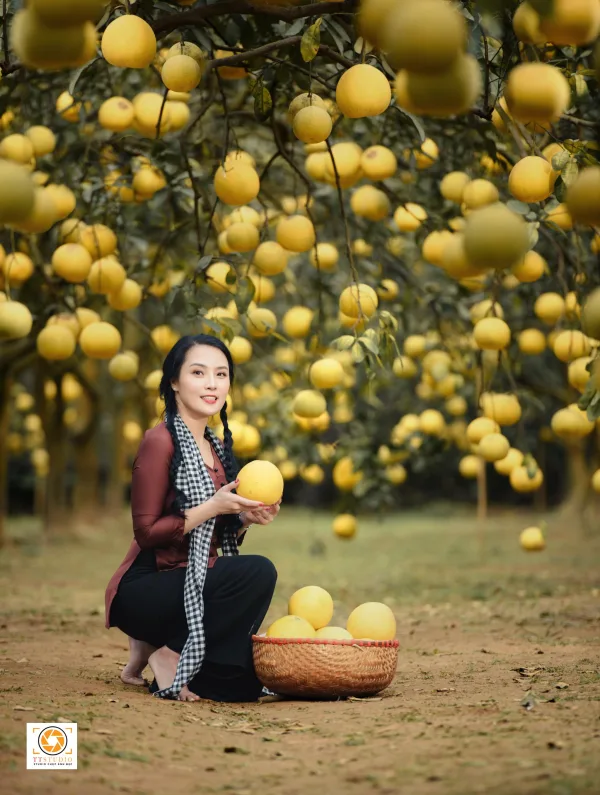 Ảnh vườn bưởi diễn