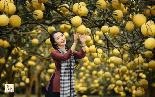 Ảnh vườn bưởi diễn
