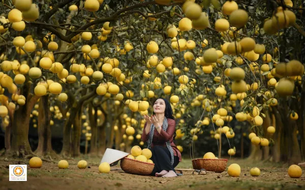 Ảnh vườn bưởi diễn