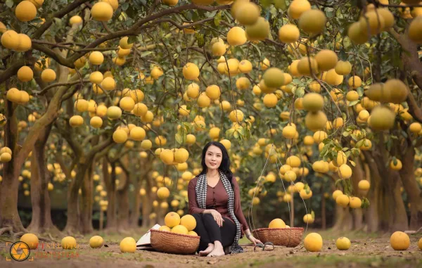 Chụp ảnh Check-in Vườn bưởi Diễn