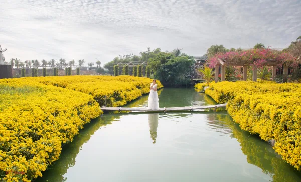 Chụp ảnh thung lũng hoa Hồ Tây