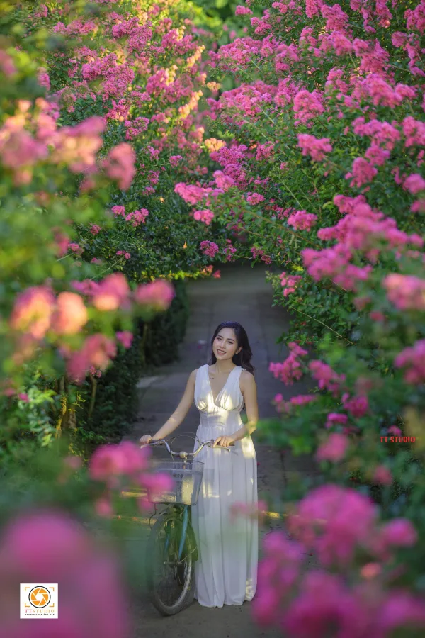 Ảnh đường hoa tường Vi ở Hà Nội