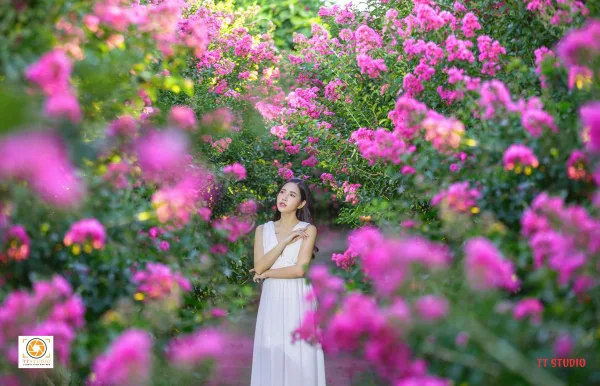 Ảnh đường hoa tường Vi ở Hà Nội