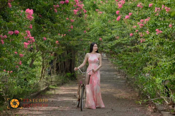Con đường hoa tường vi thu hút giới trẻ Hà Nội